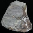 Promicroceras Ammonite - Dorset, England #30733-1